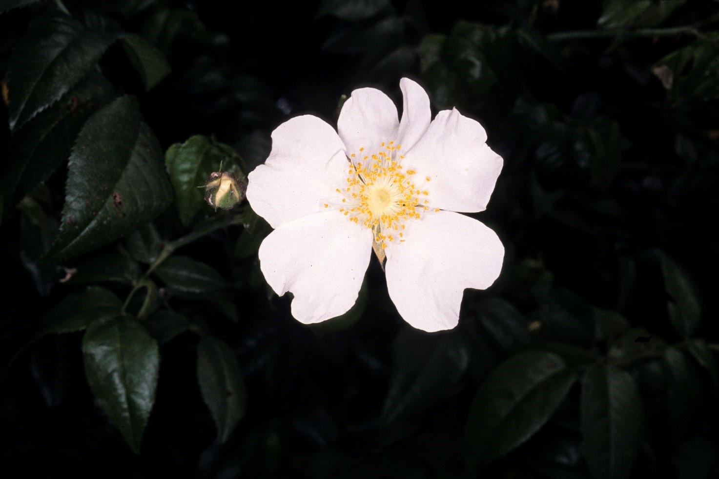 Rosa sempervirens fiori