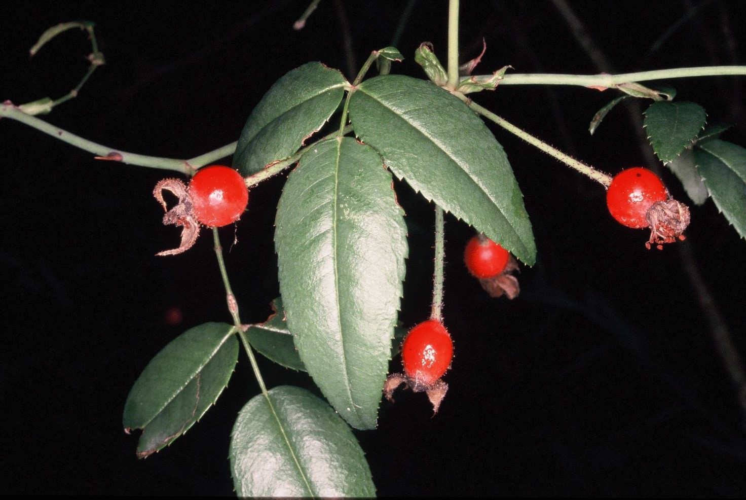 Rosa sempervirens frutti