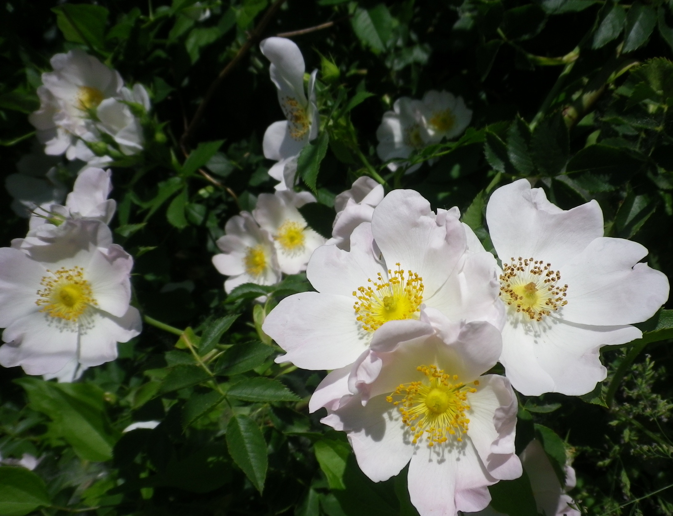 Rosacanina