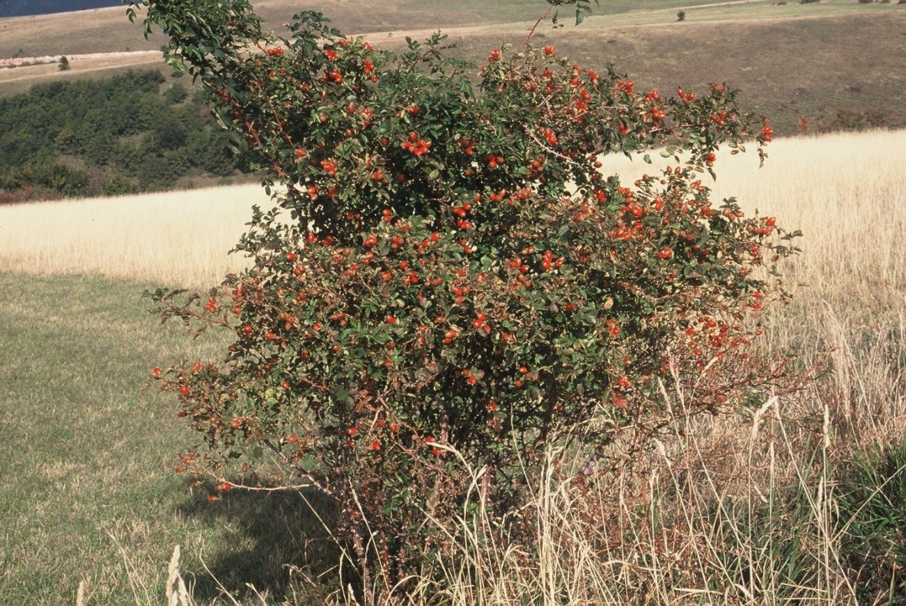 Rosacanina 1