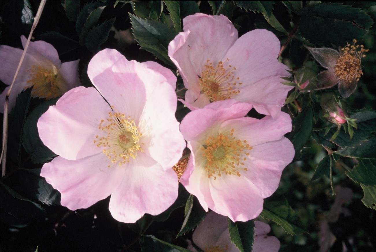 Rosacanina 1fiori