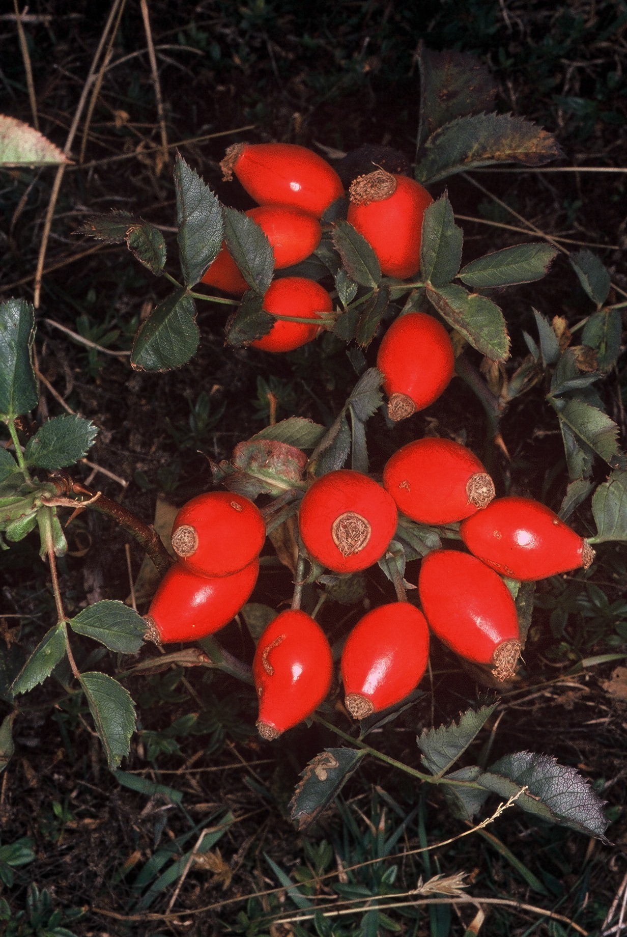 Rosacanina 1frutti
