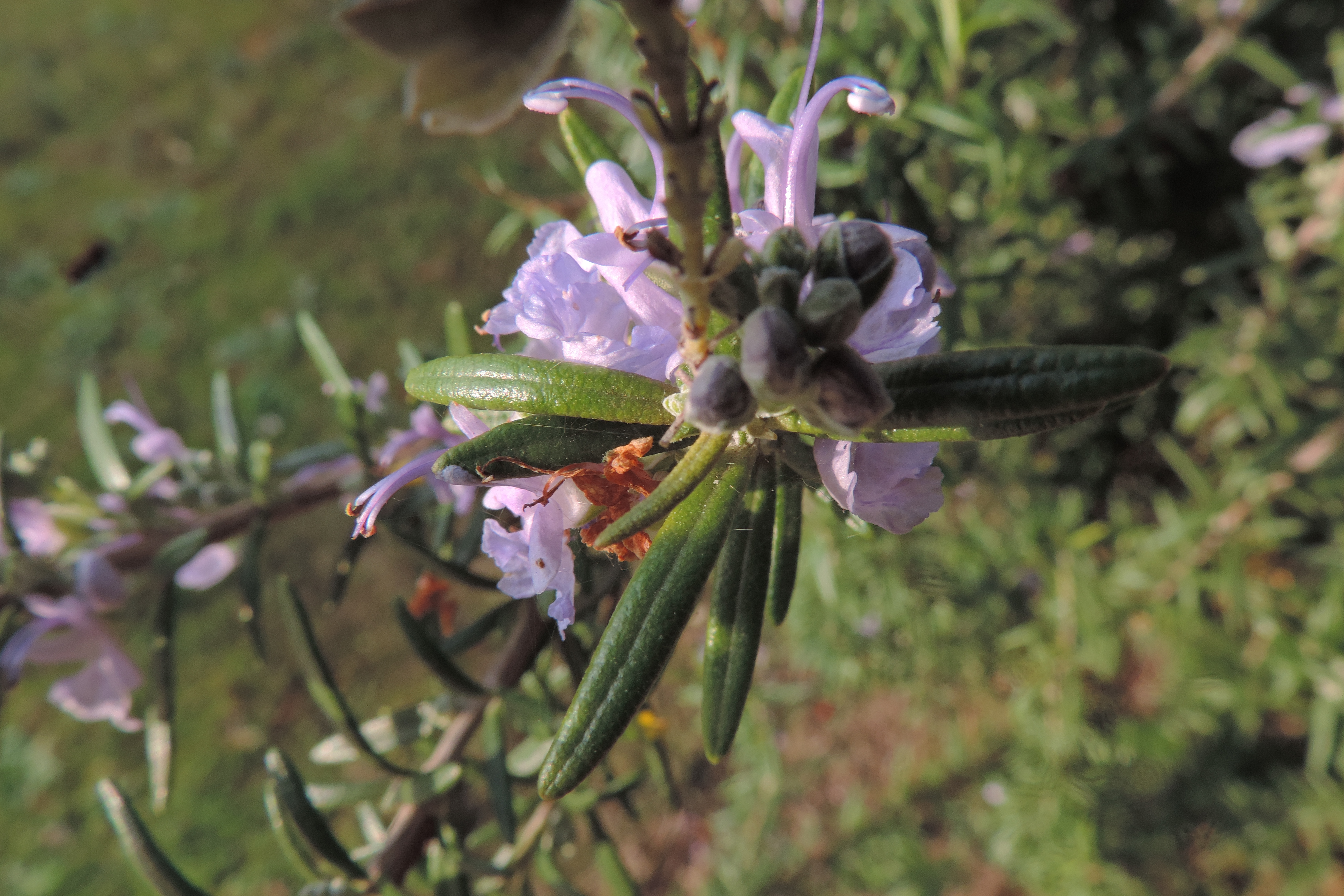 Rosmarinoinfiore