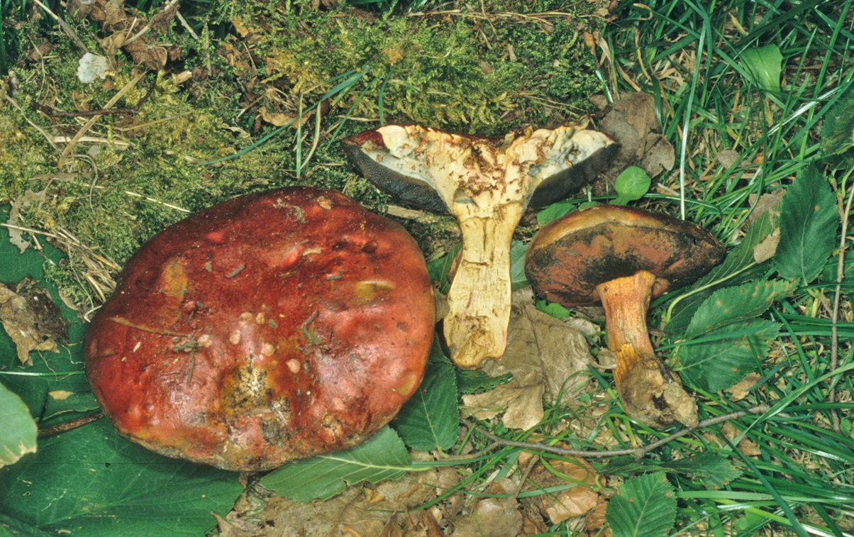Rubroboletus dupaini 1