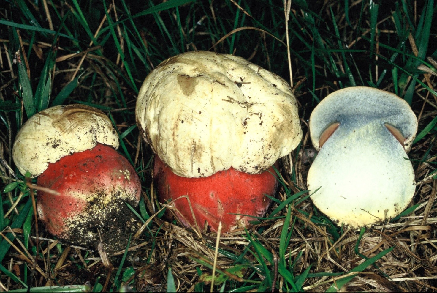 Rubroboletus satanas