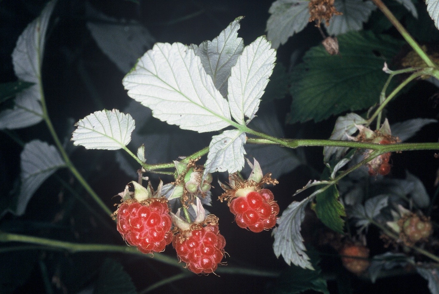 Rubus idaeus