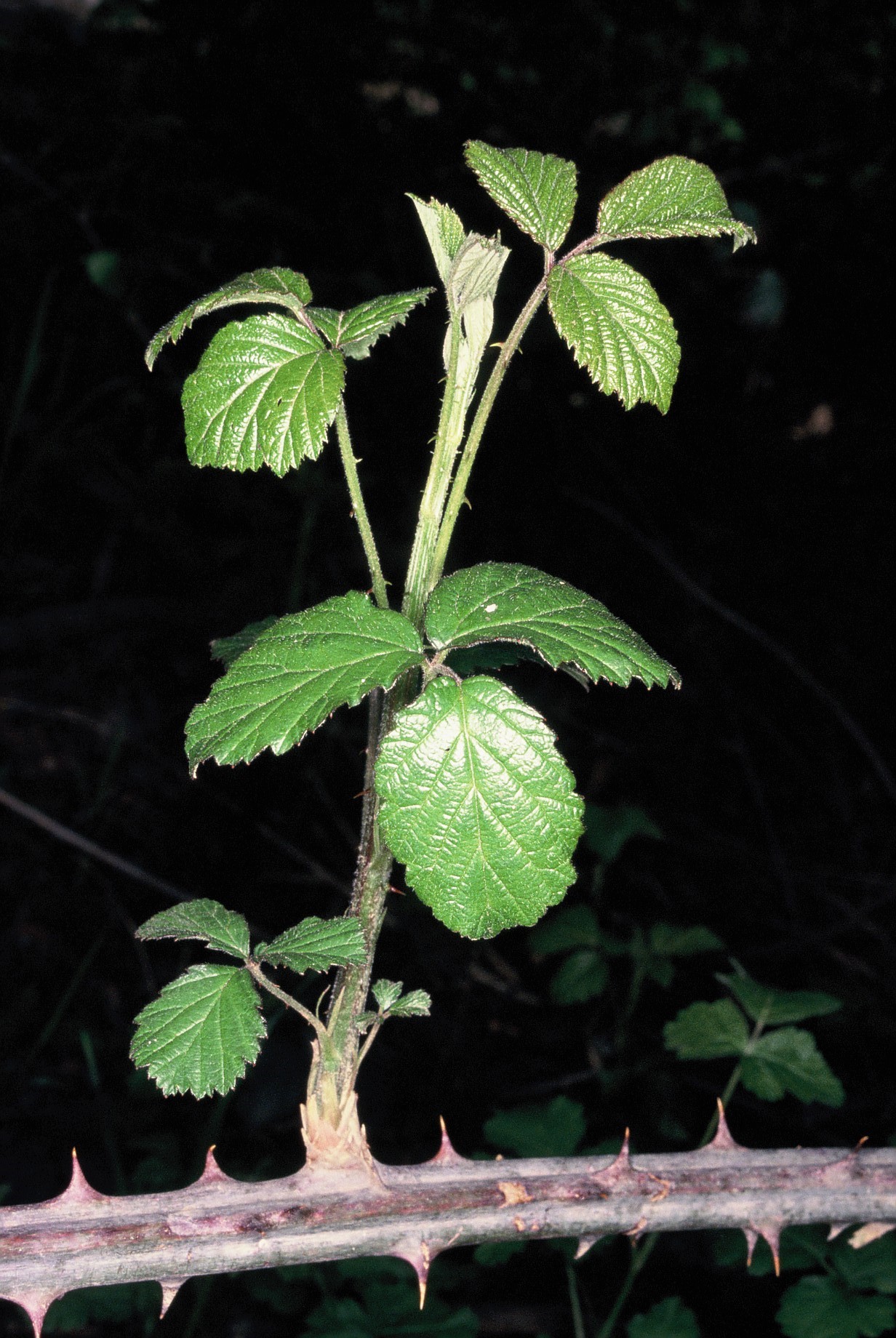 Rubus ulmifolius