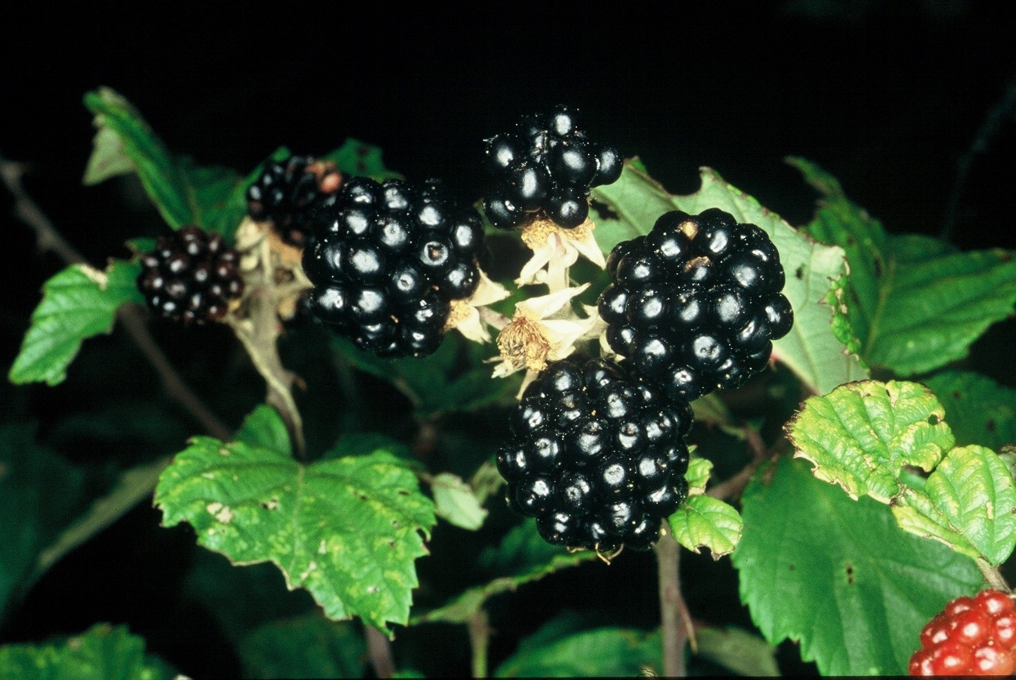 Rubus ulmifoliusmore