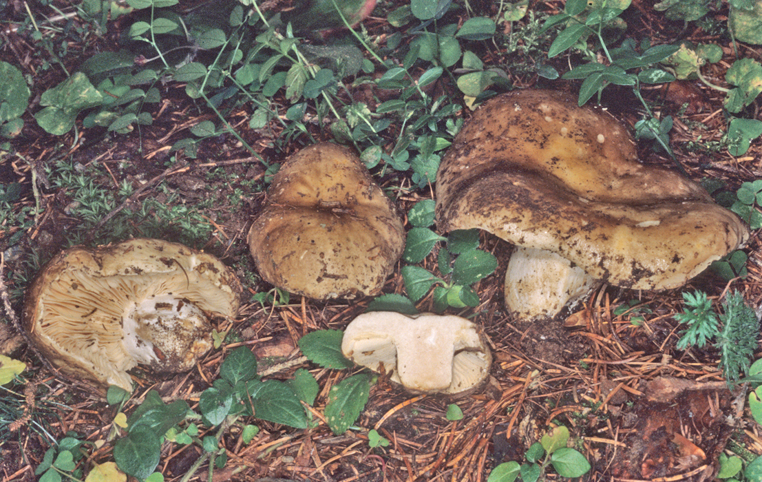 Russula adusta