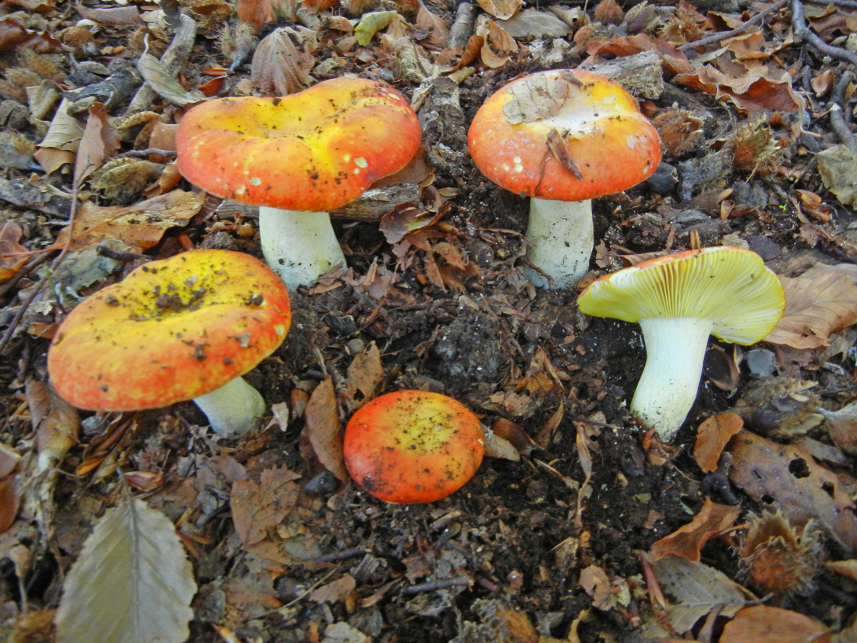 Russula aurea