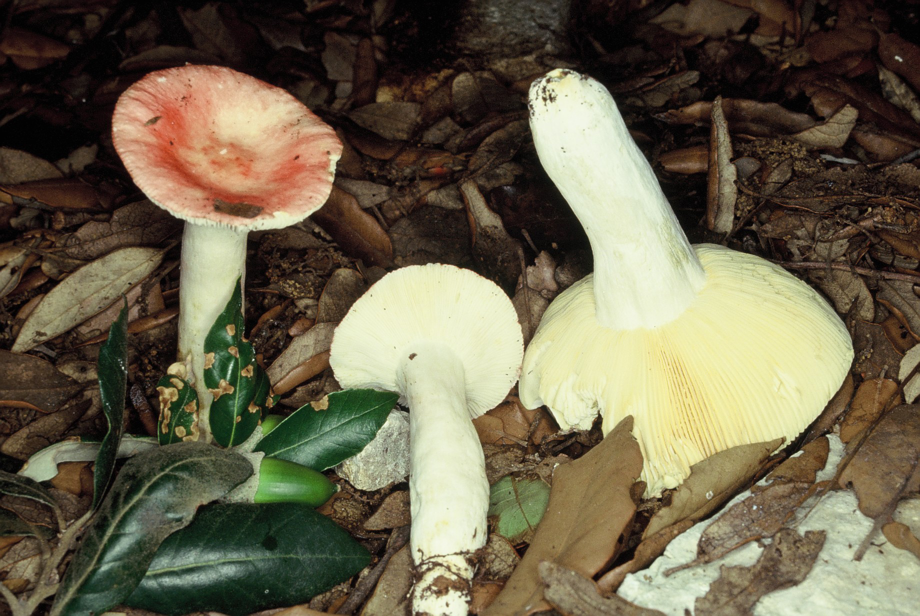 Russula decipiens