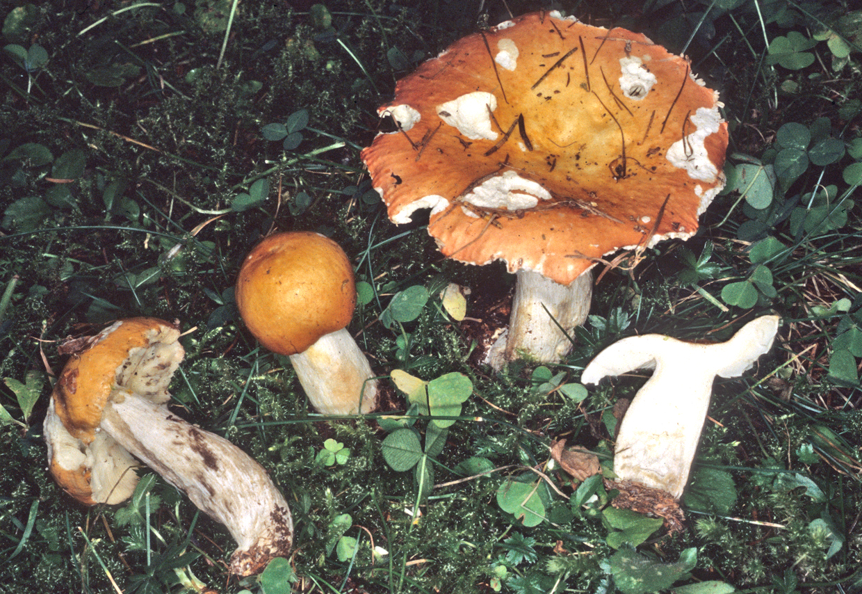 Russula decolorans