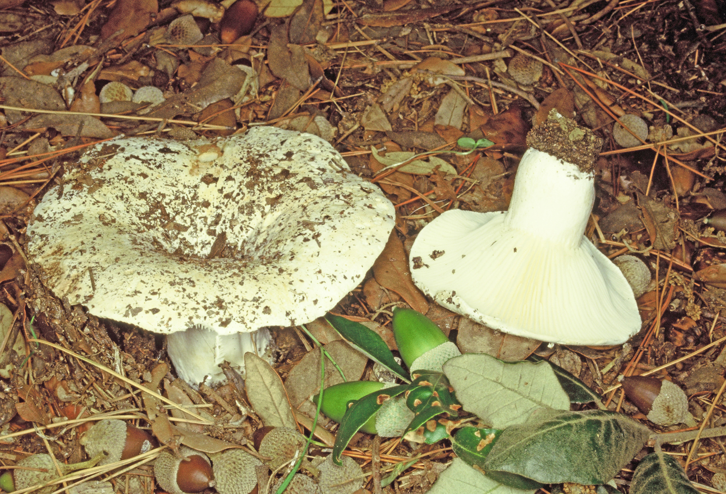 Russula delica