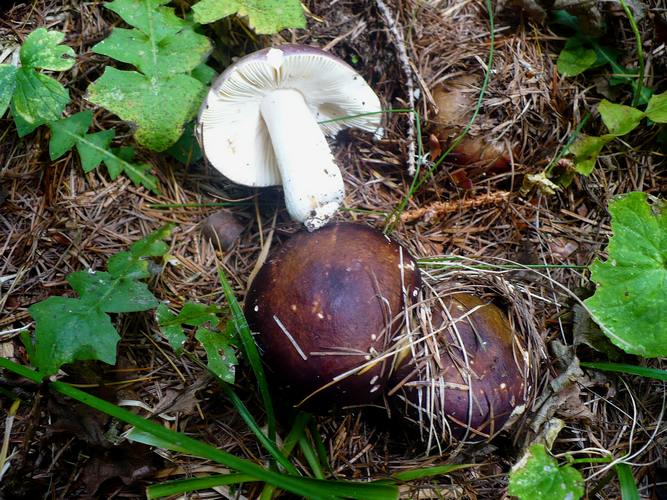 Russula_integra