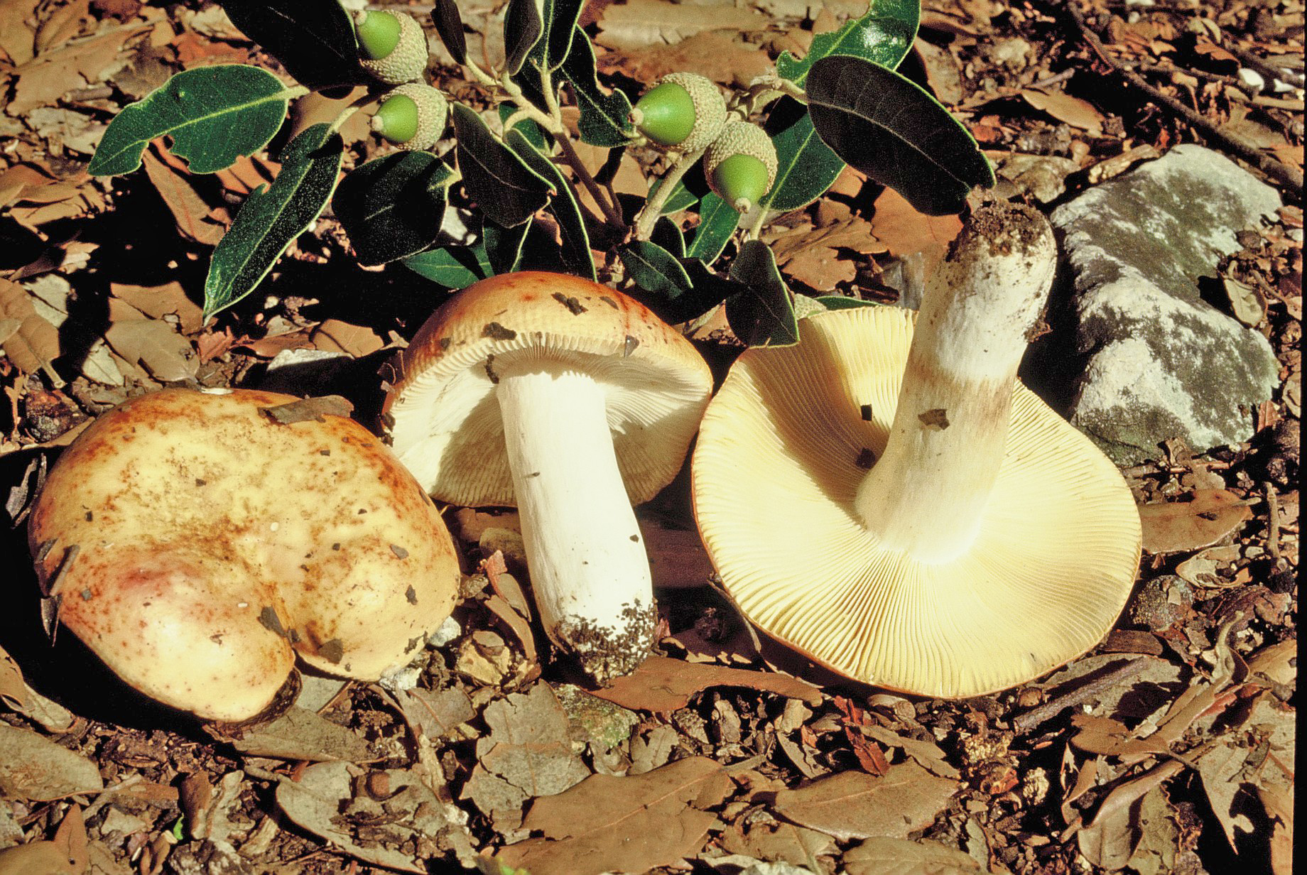 Russula maculata