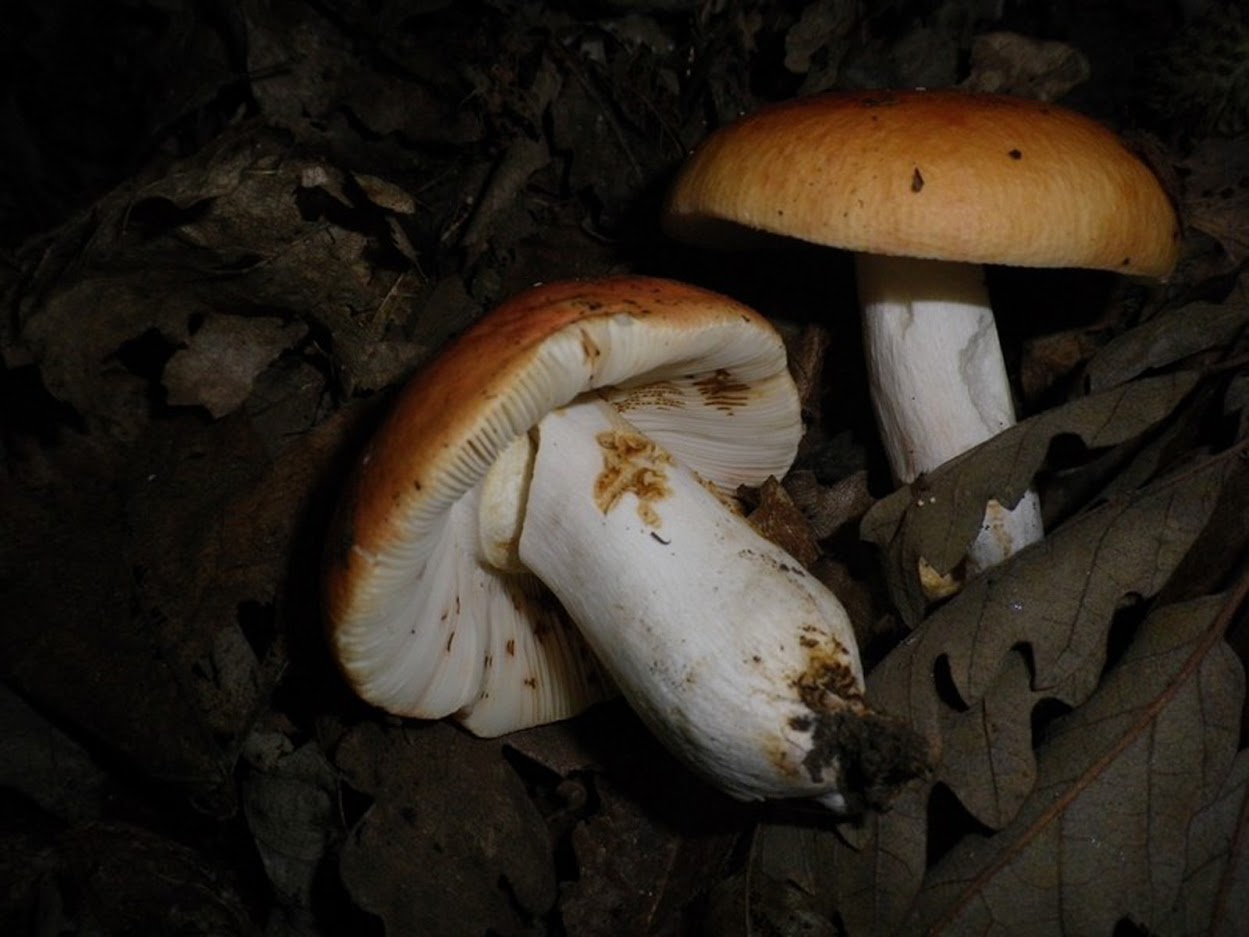 Russula maculata1