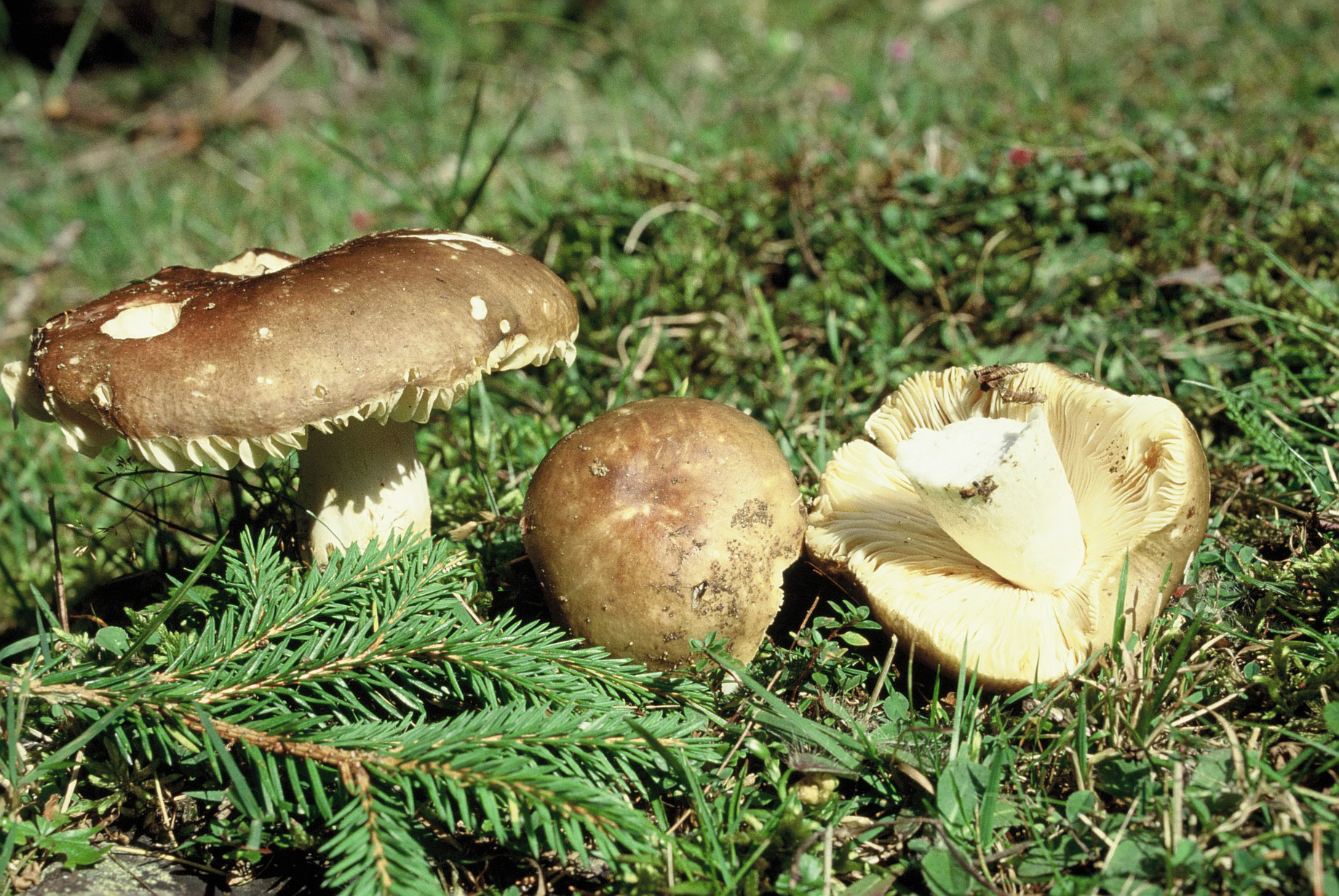 Russula mustelina