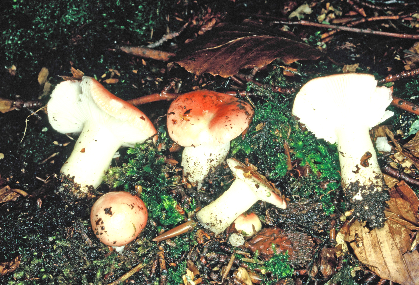 Russula nobilis