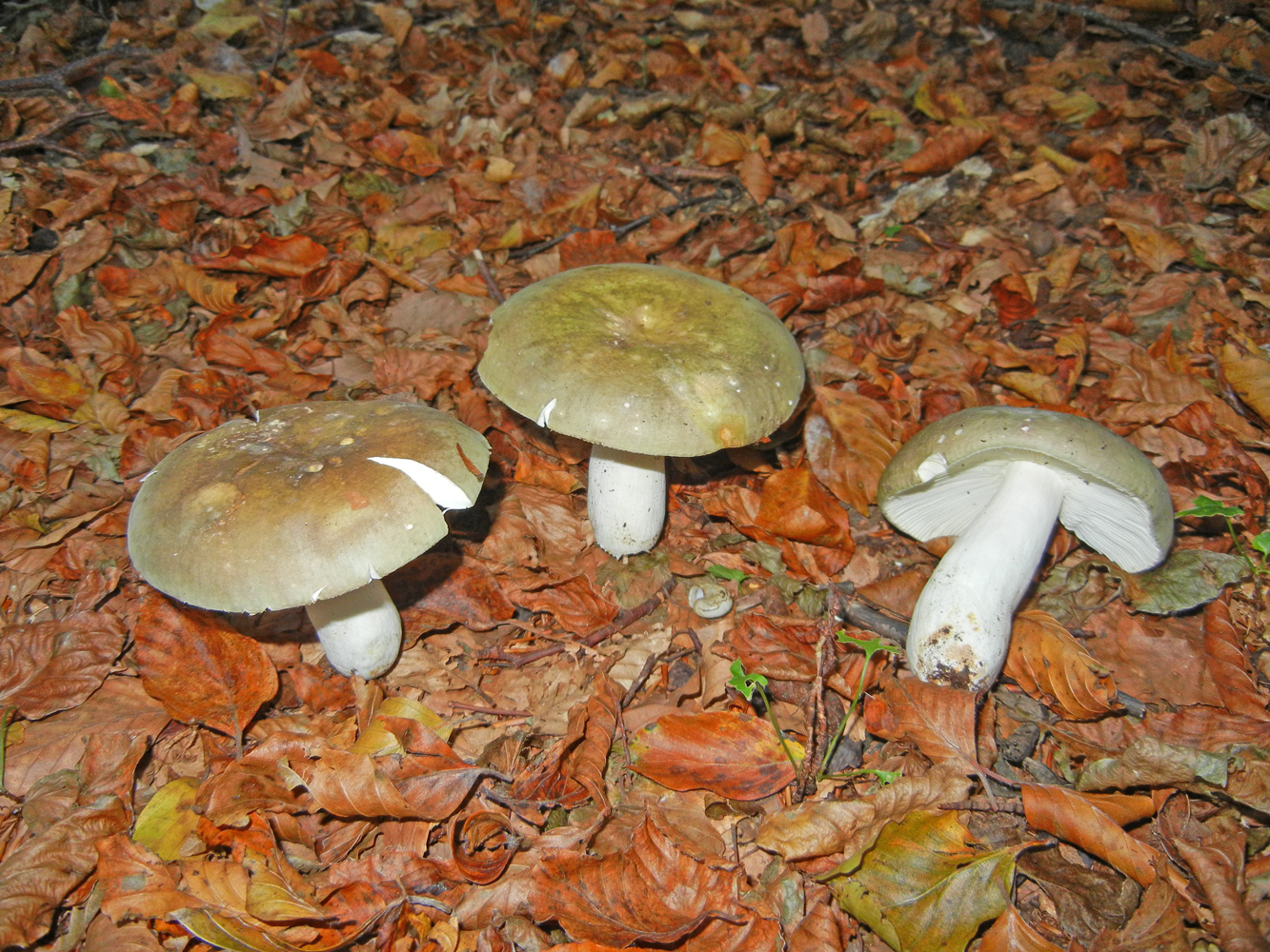 Russula olivacea