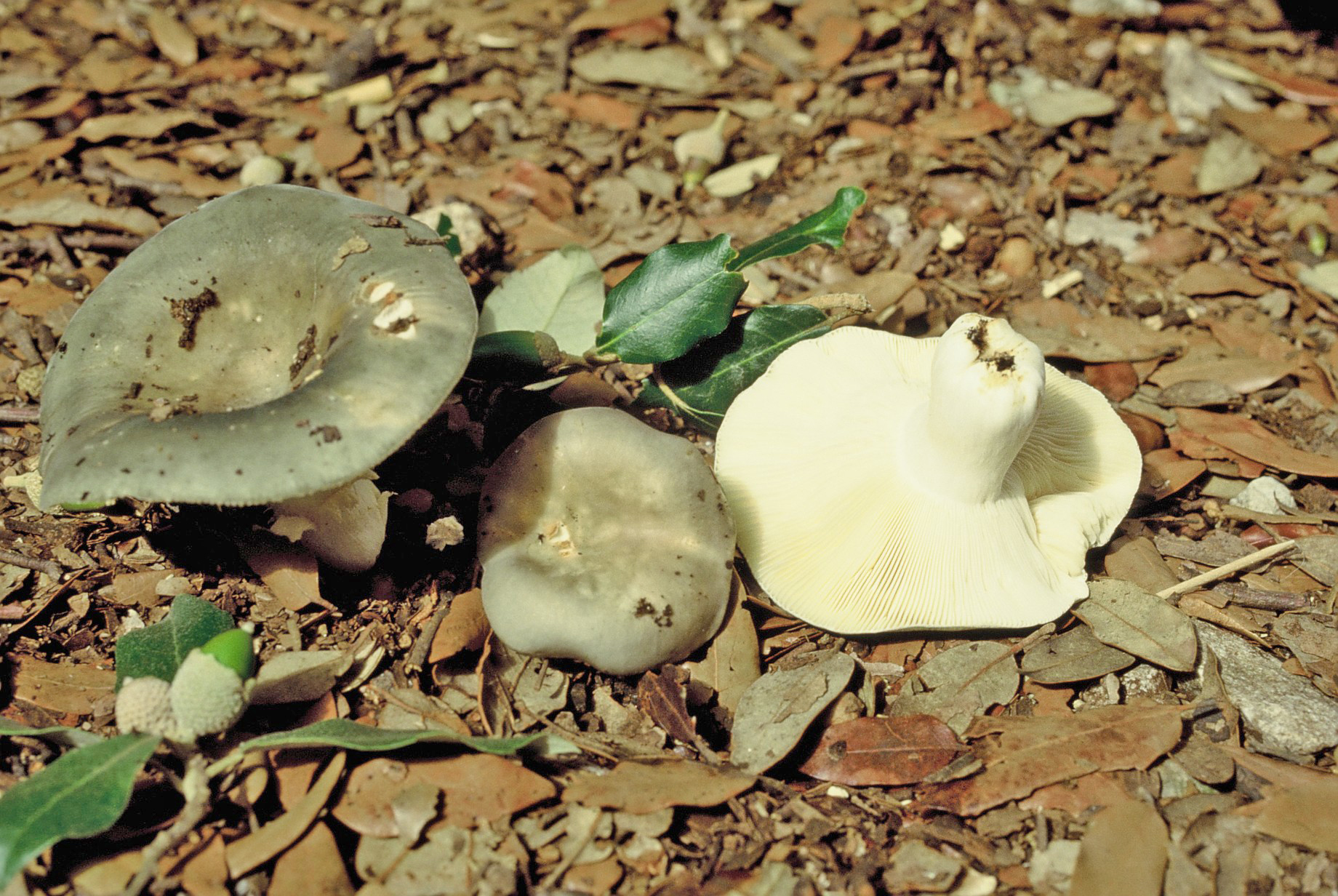 Russula parazurea