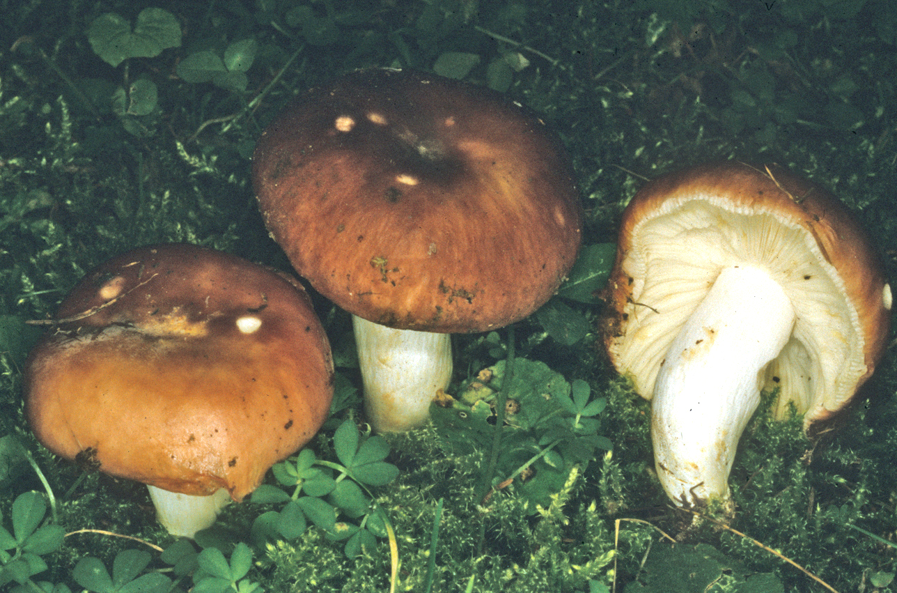 Russula vesca