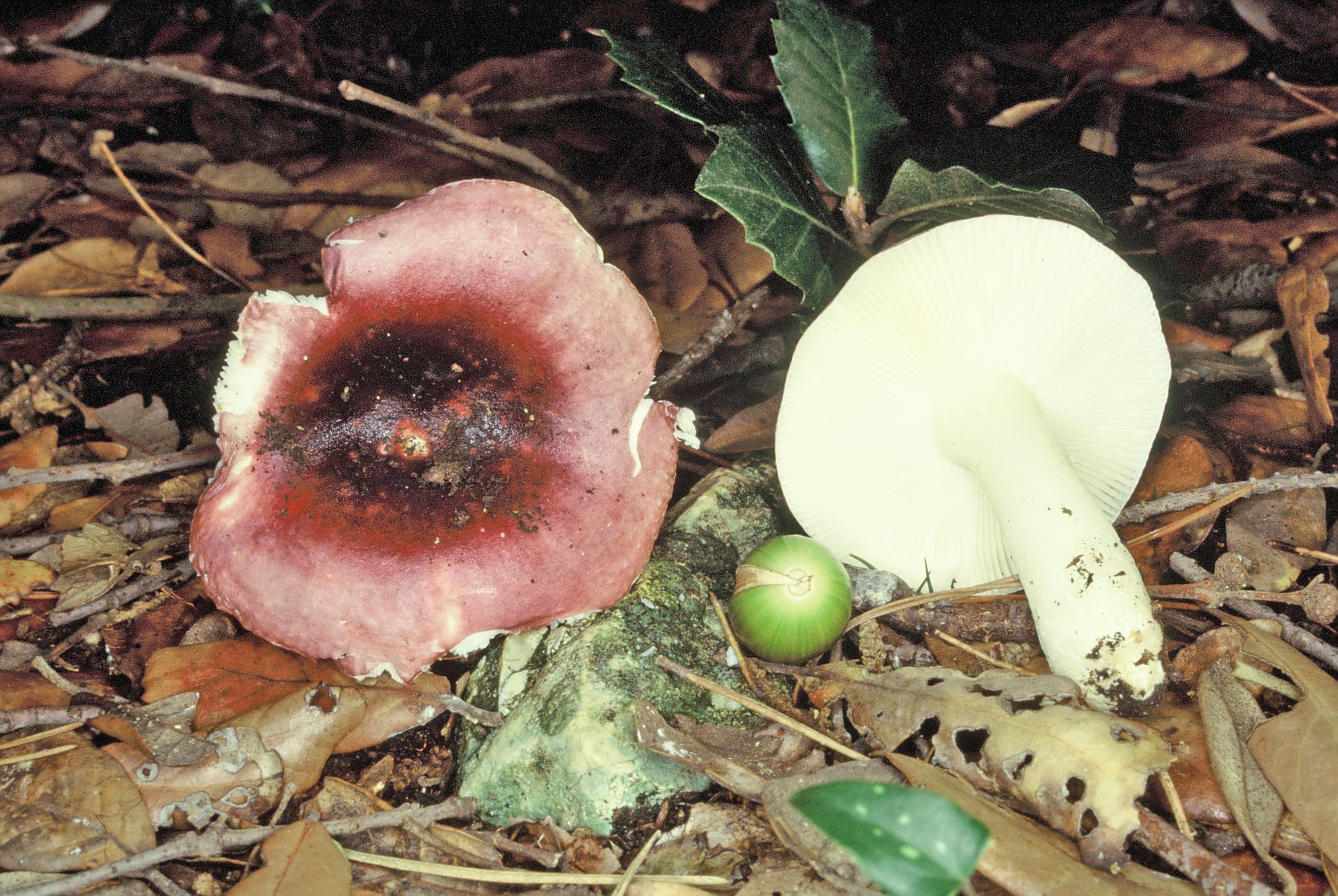 Russula violacea