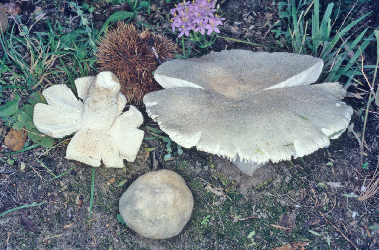 Russula virescens