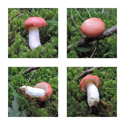 Russulaemetica