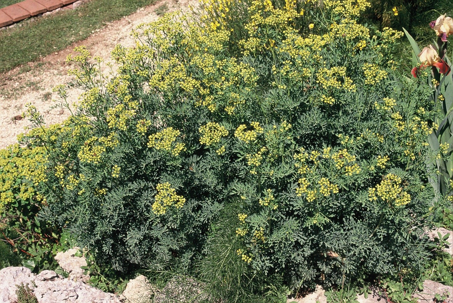 Ruta graveolens