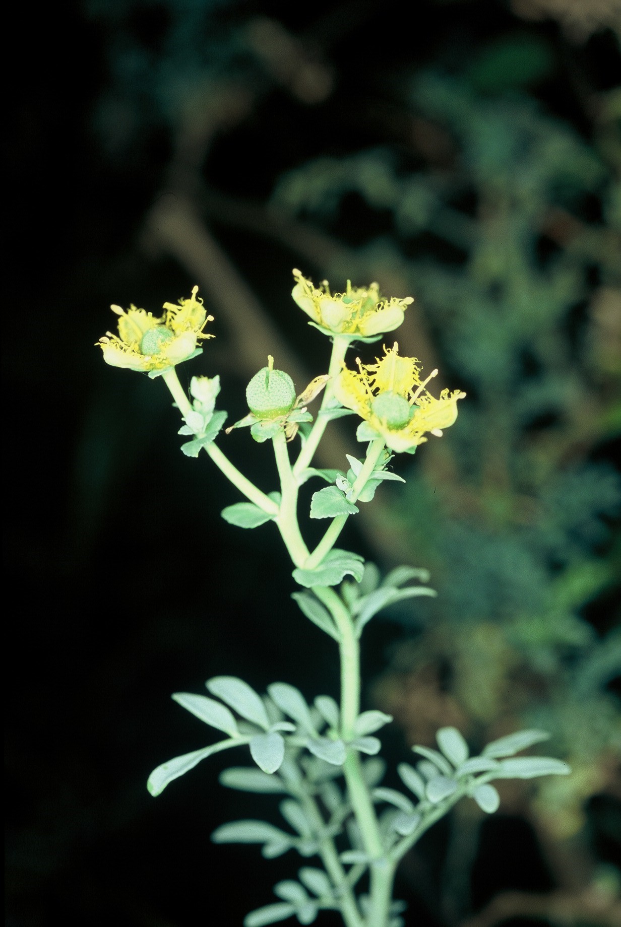 Ruta graveolens fiori