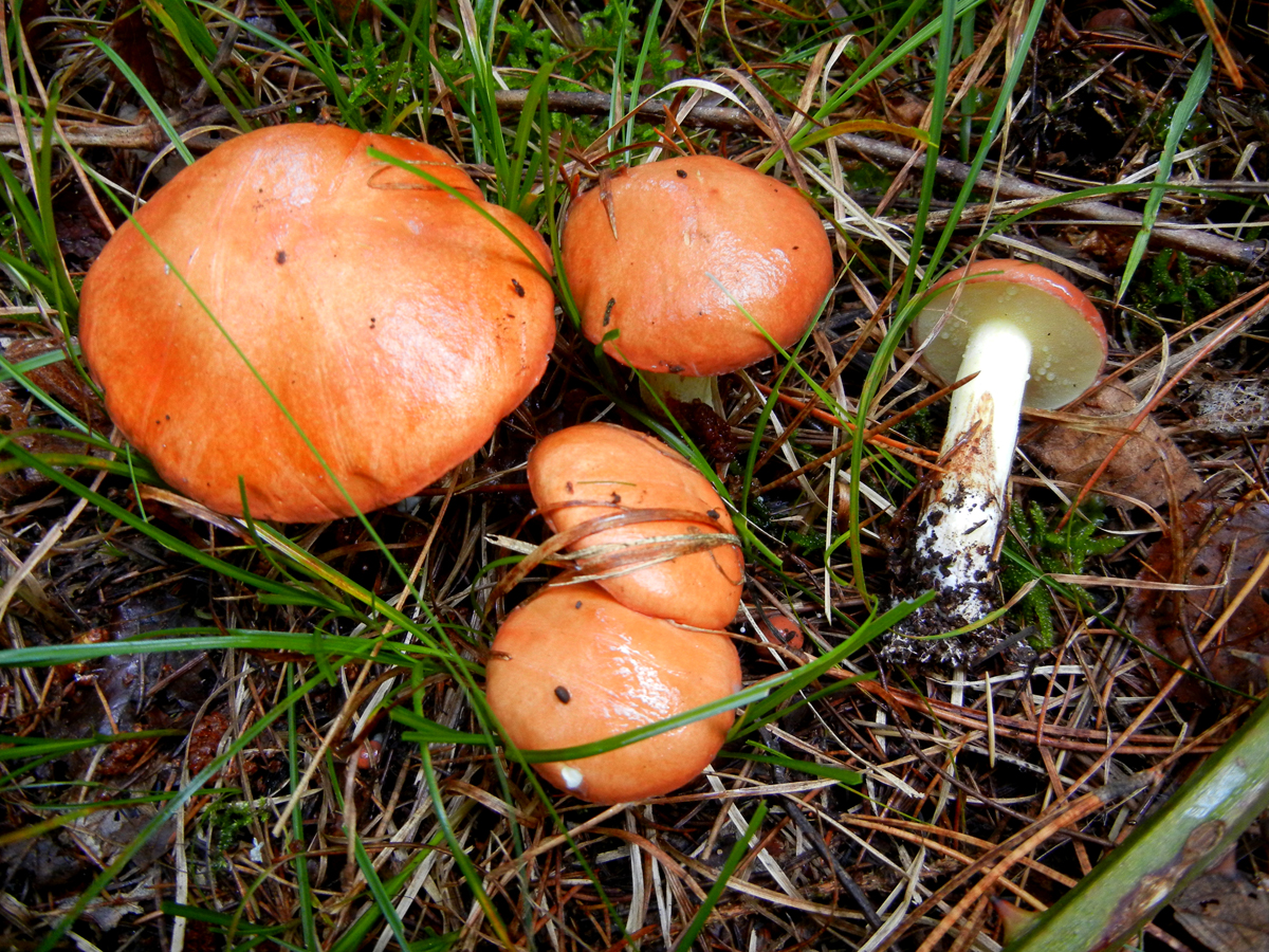 SUILLUS GRANULATUS 1