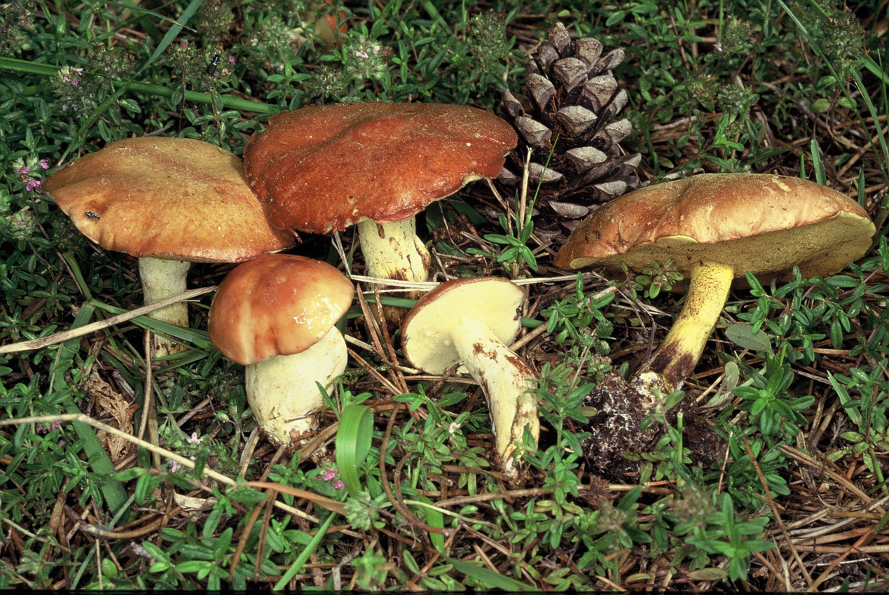 SUILLUS GRANULATUS 2