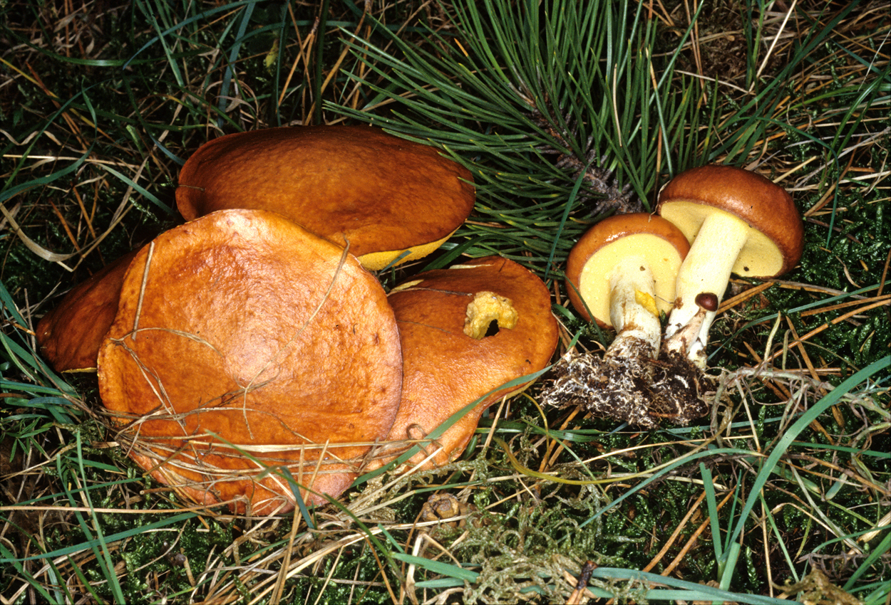 SUILLUS GRANULATUS 3