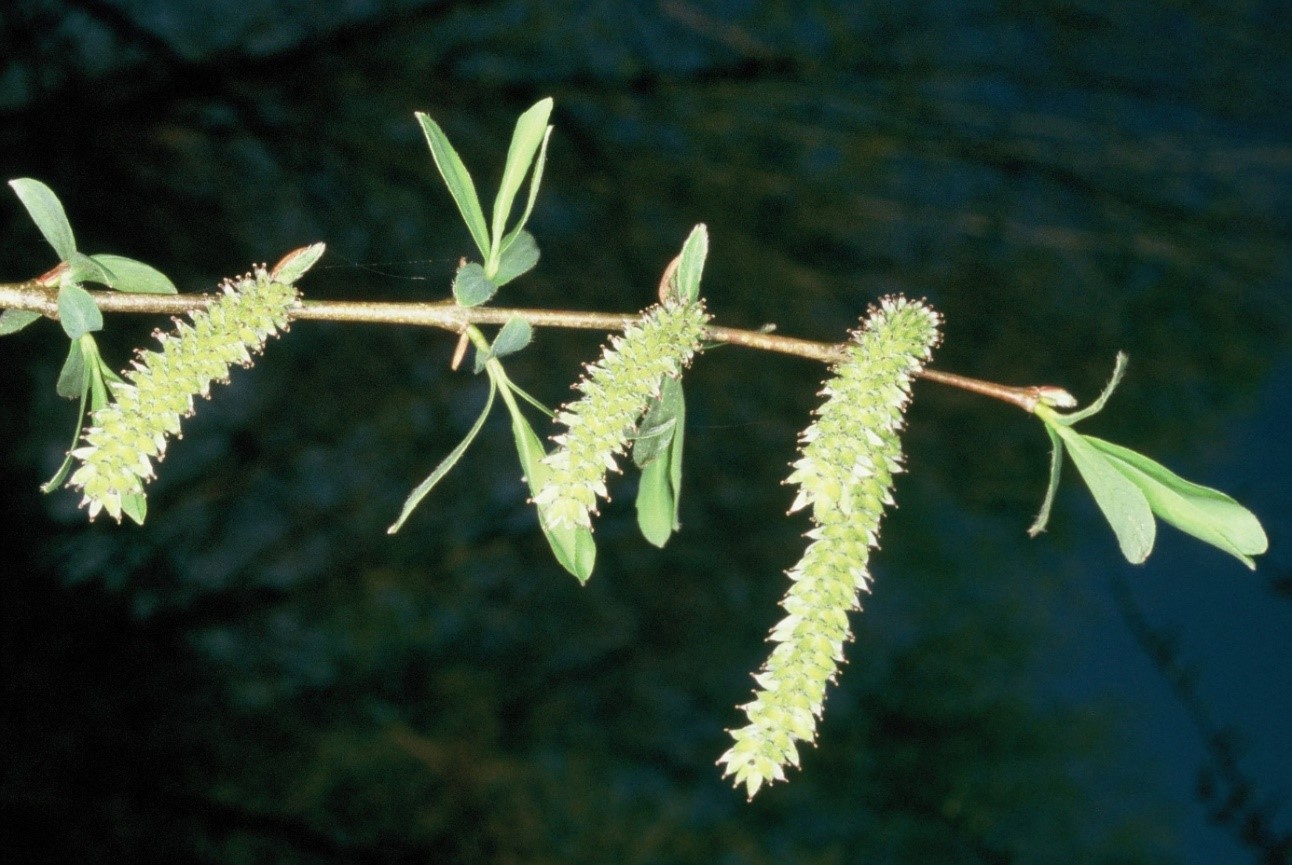 Salix alba fiori femminili