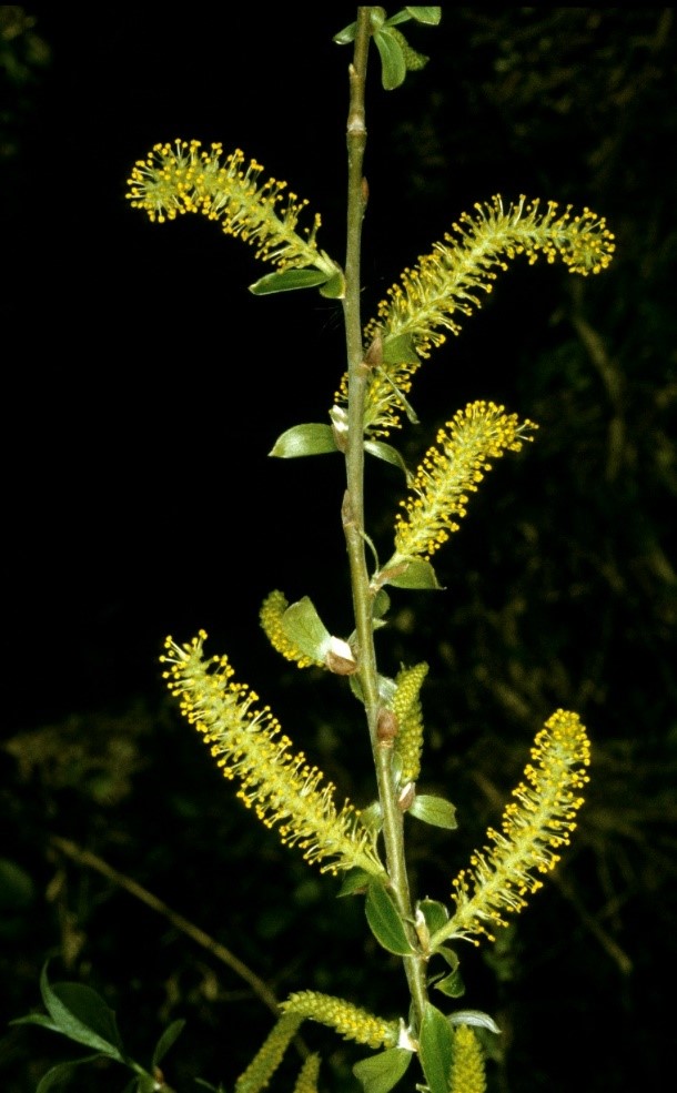 Salix alba fiori maschili