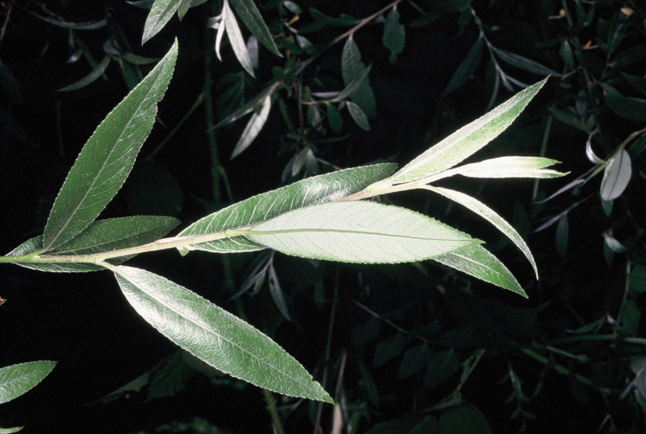 Salix alba foglie