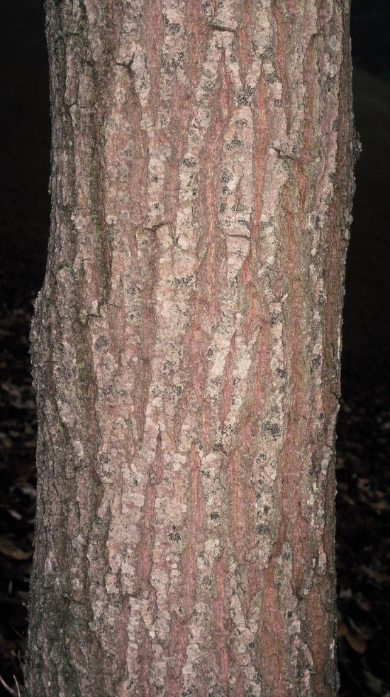 Salix alba tronco