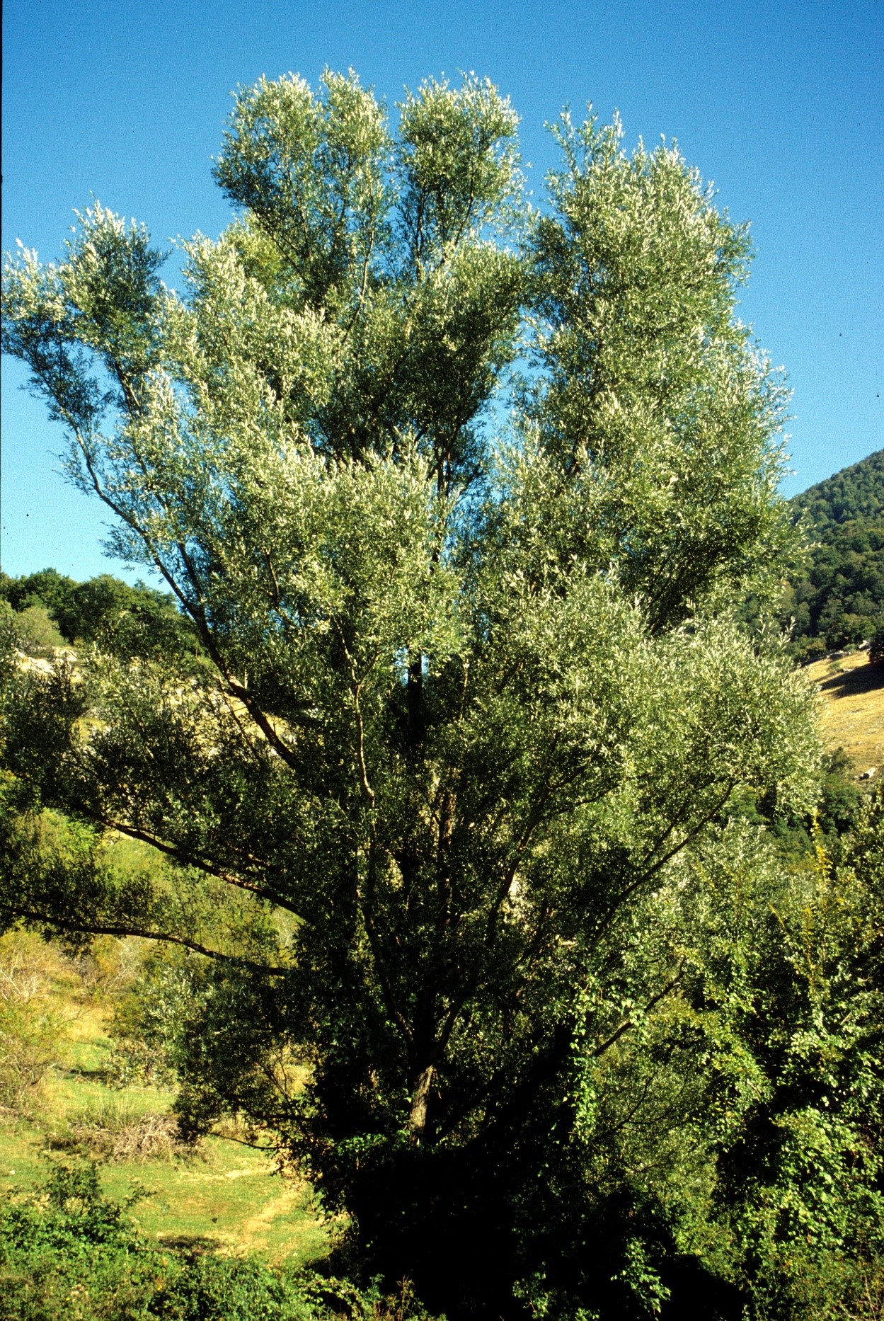 Salix alba