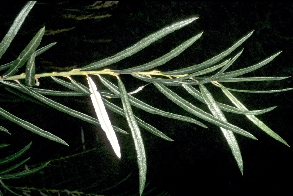 Salix eleagnos foglie