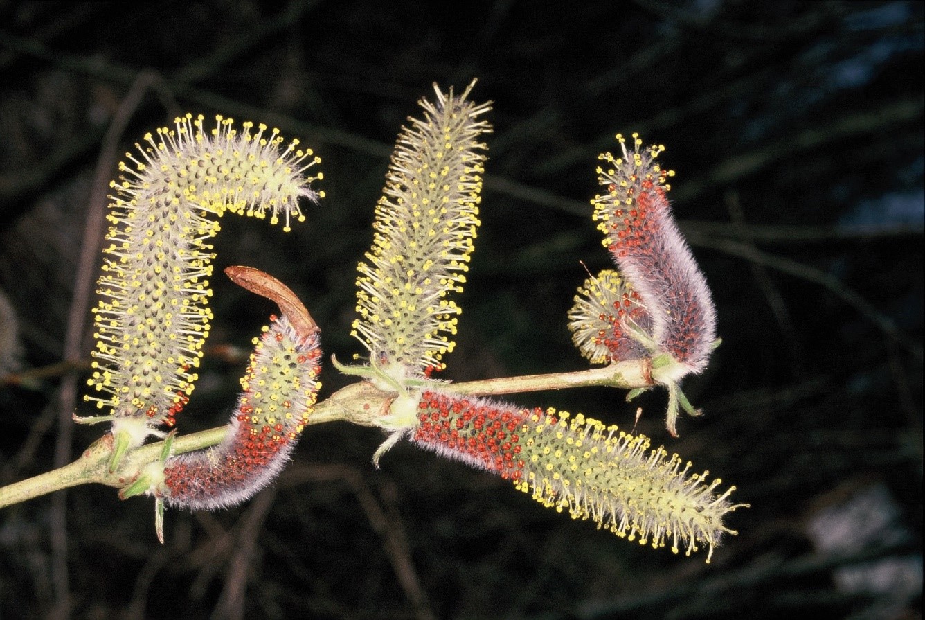 Salix purpurea fiori femminili