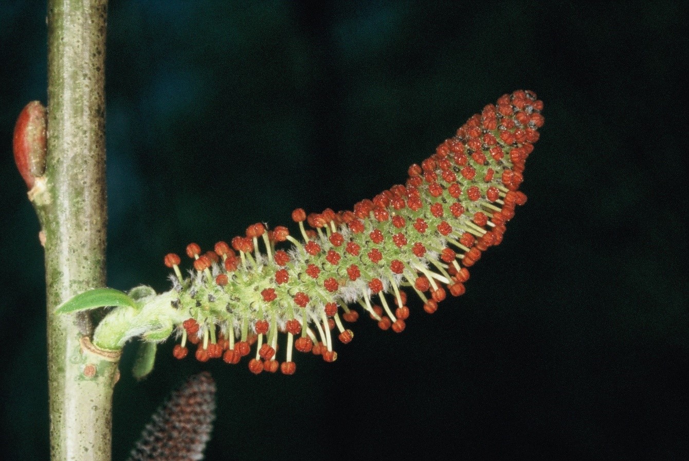 Salix purpurea fiori maschili