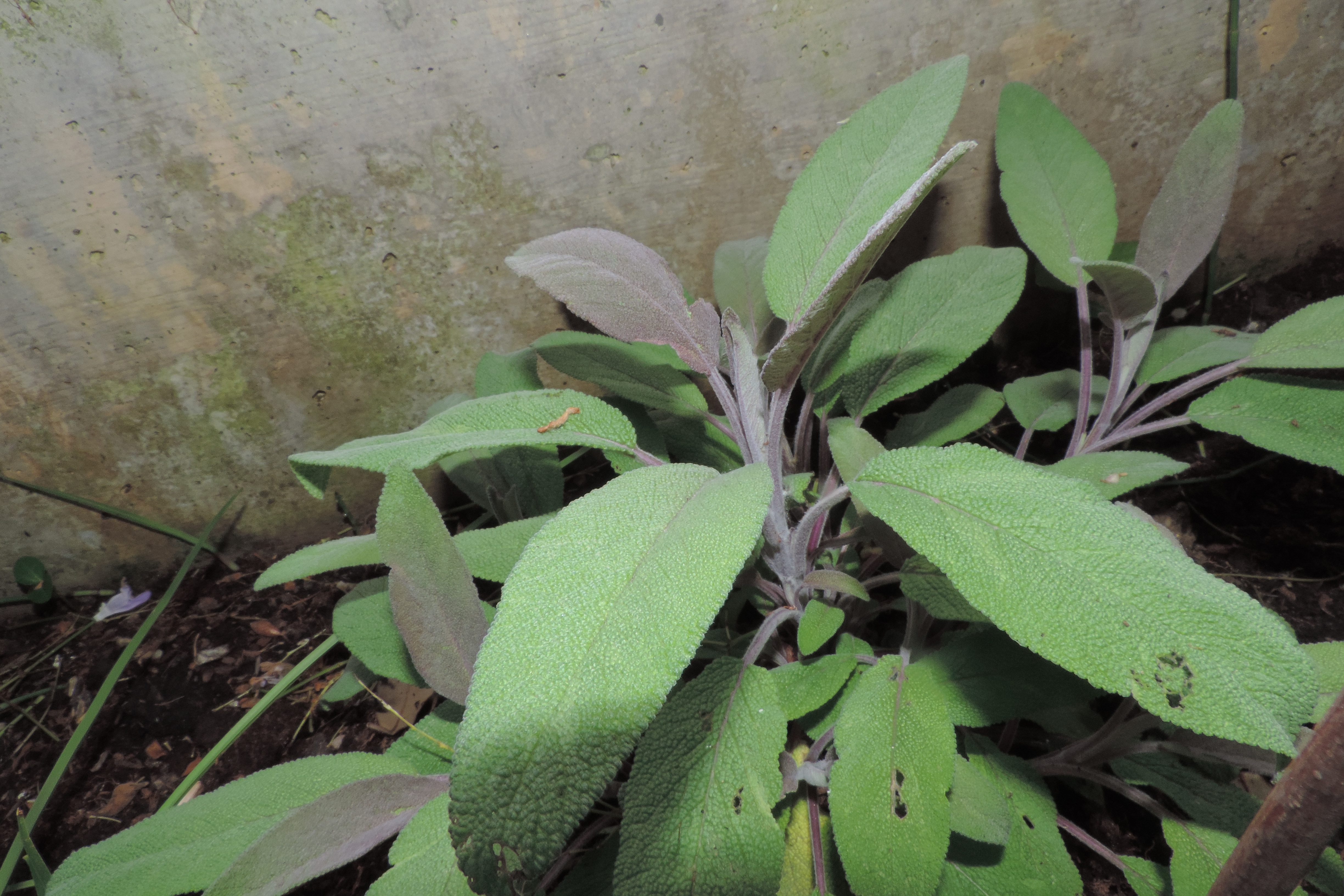 Salvia purpurascens Officinaliasalvia purpurea