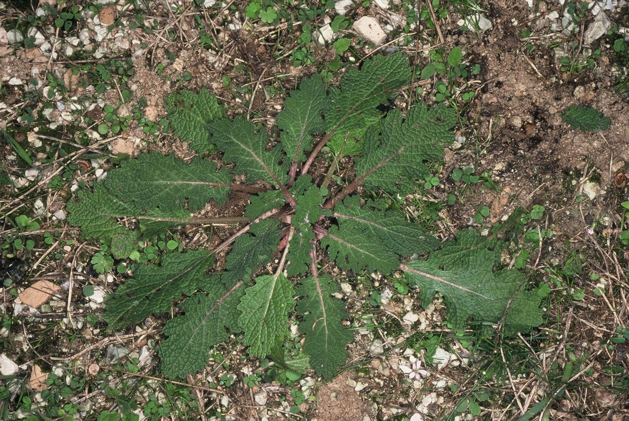 Salvia verbenaca