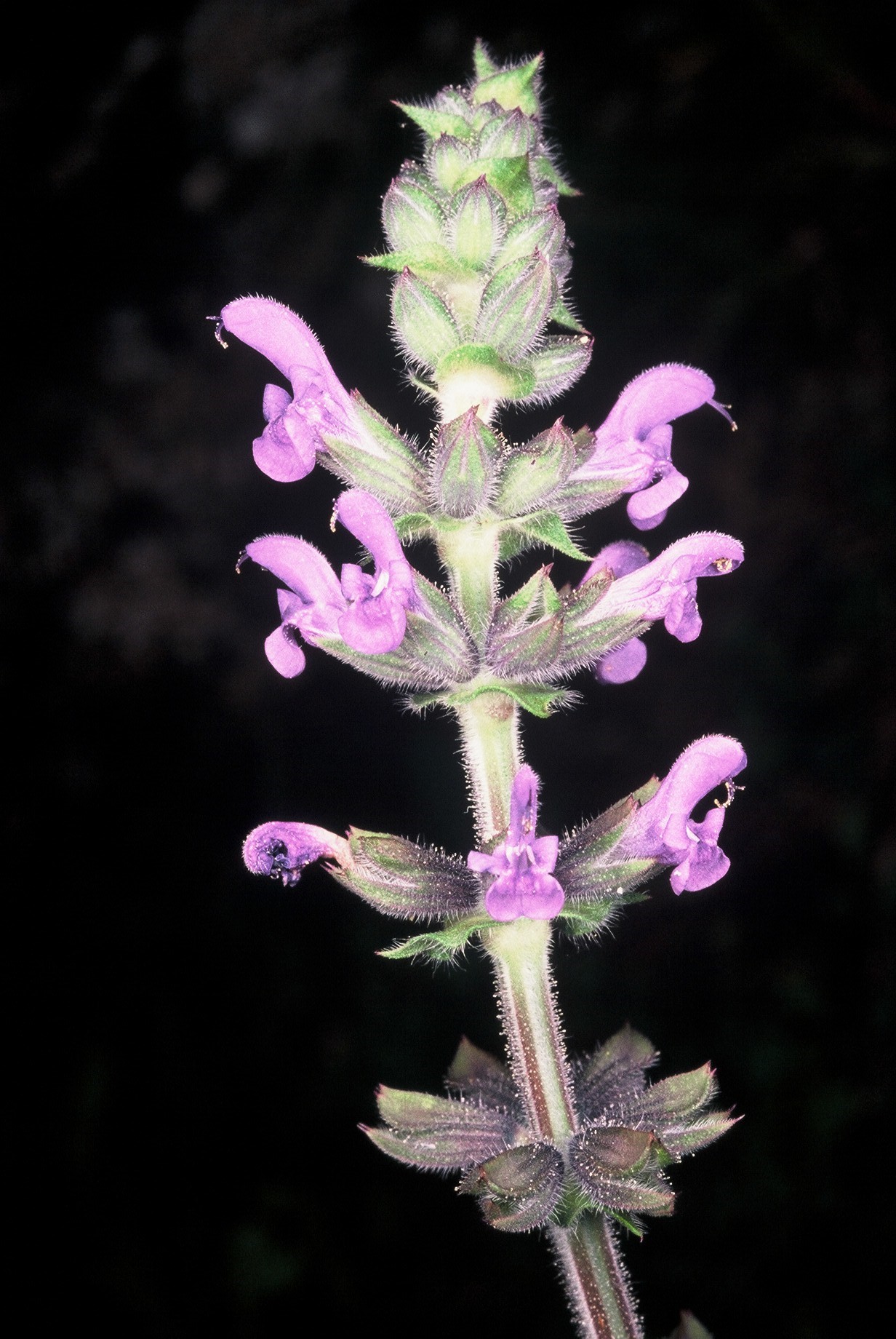 Salvia verbenaca fiori