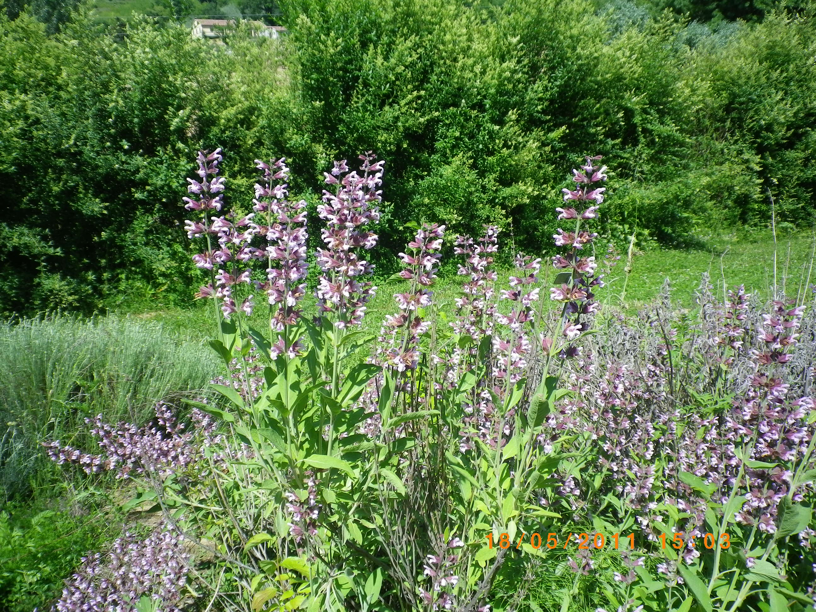 Salviaofficinalis
