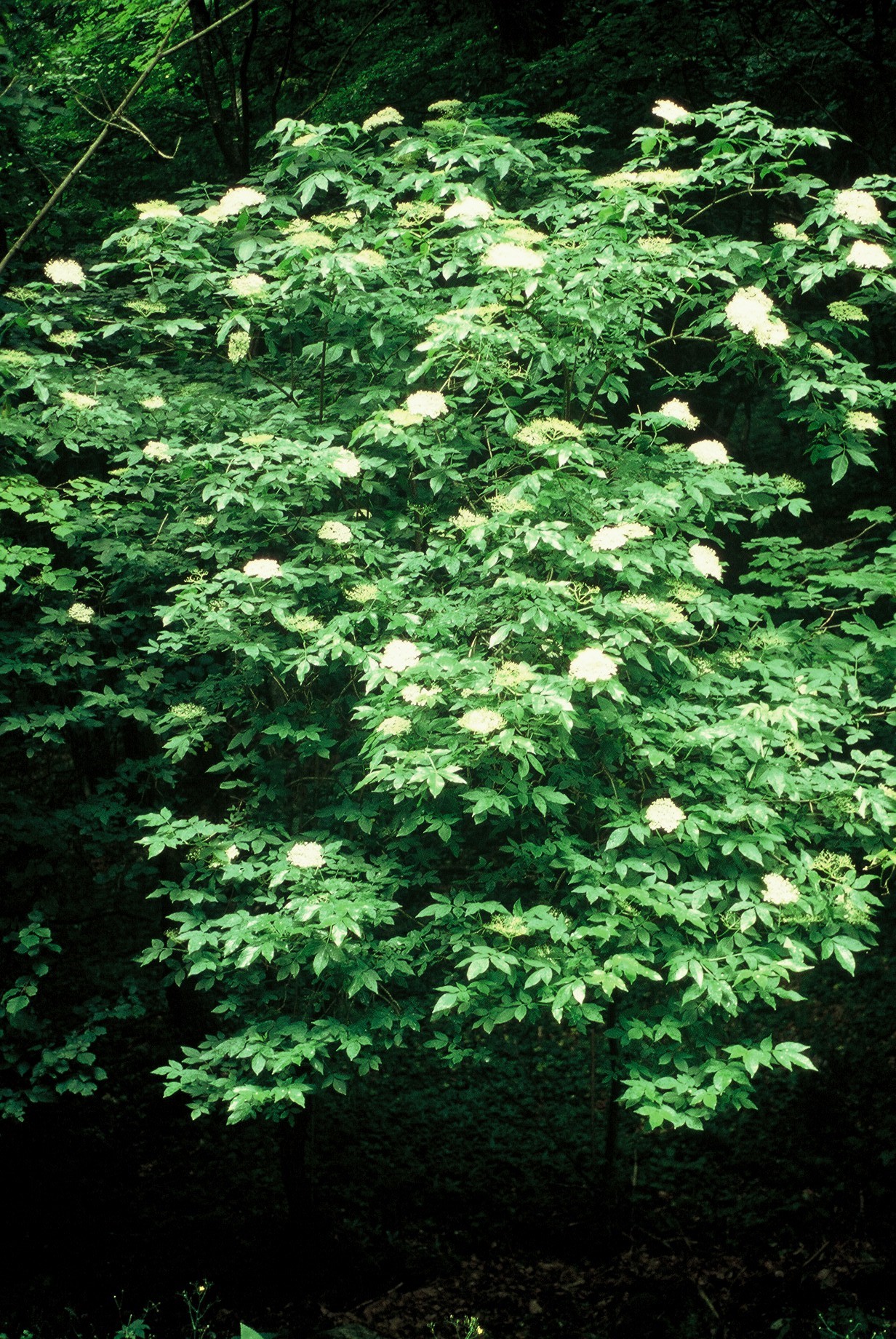 Sambucus nigra1