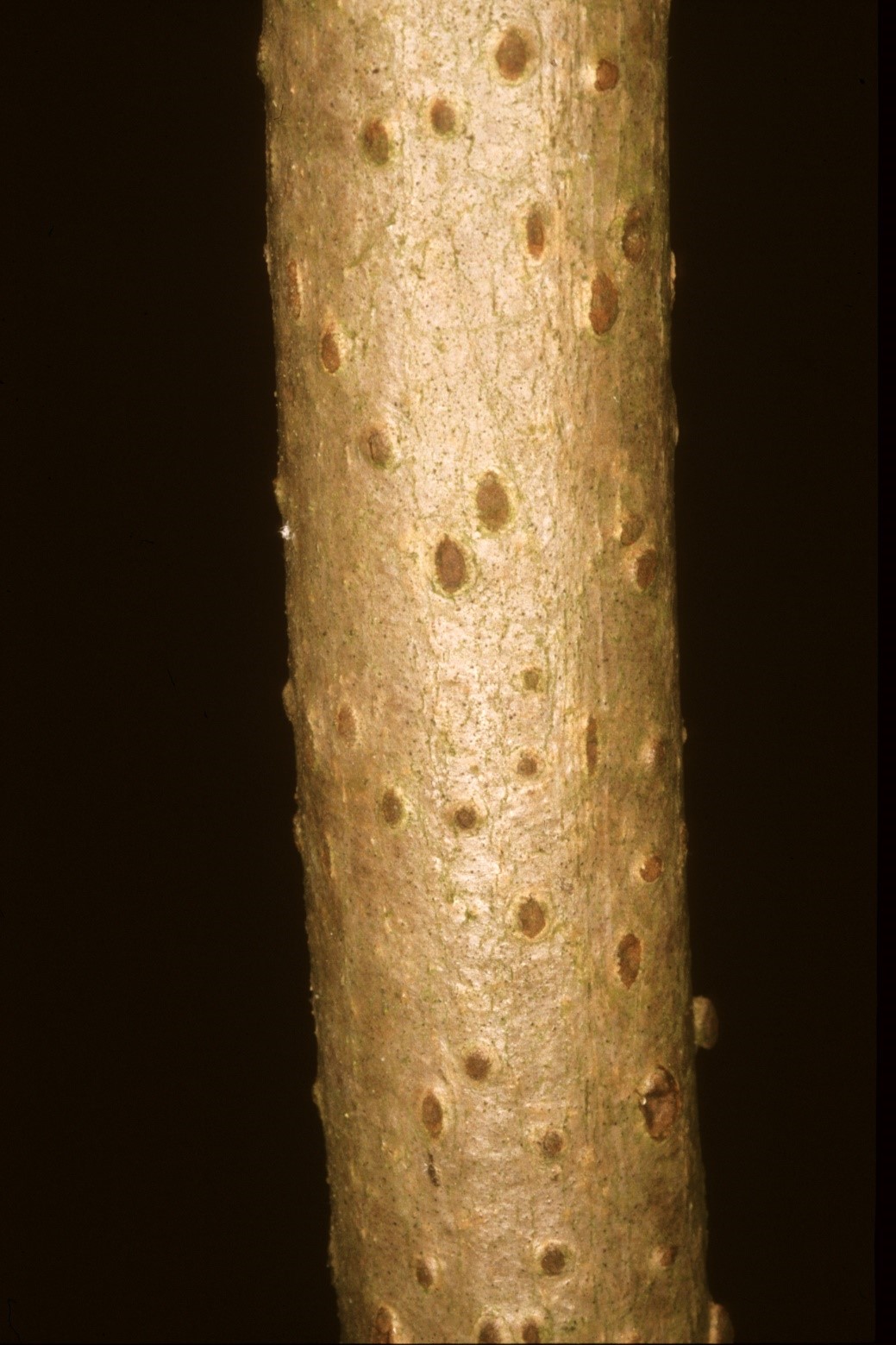 Sambucus nigra corteccia