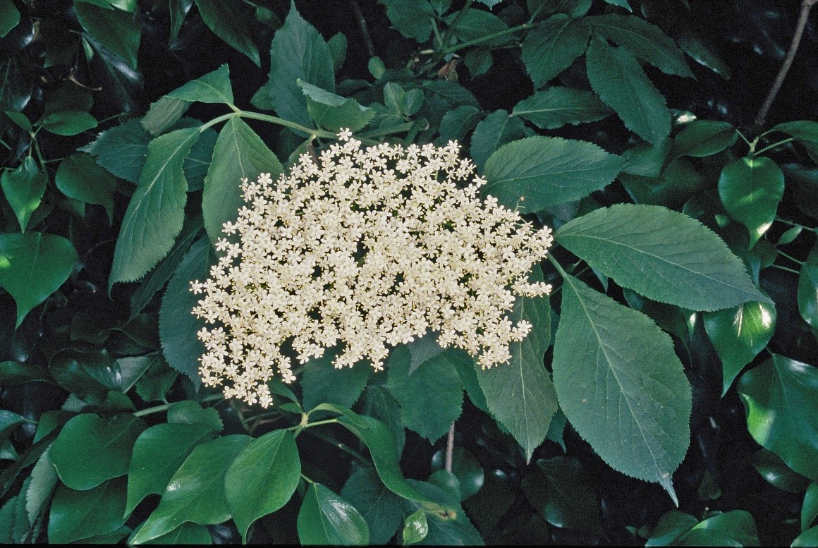 Sambucus nigra fiori