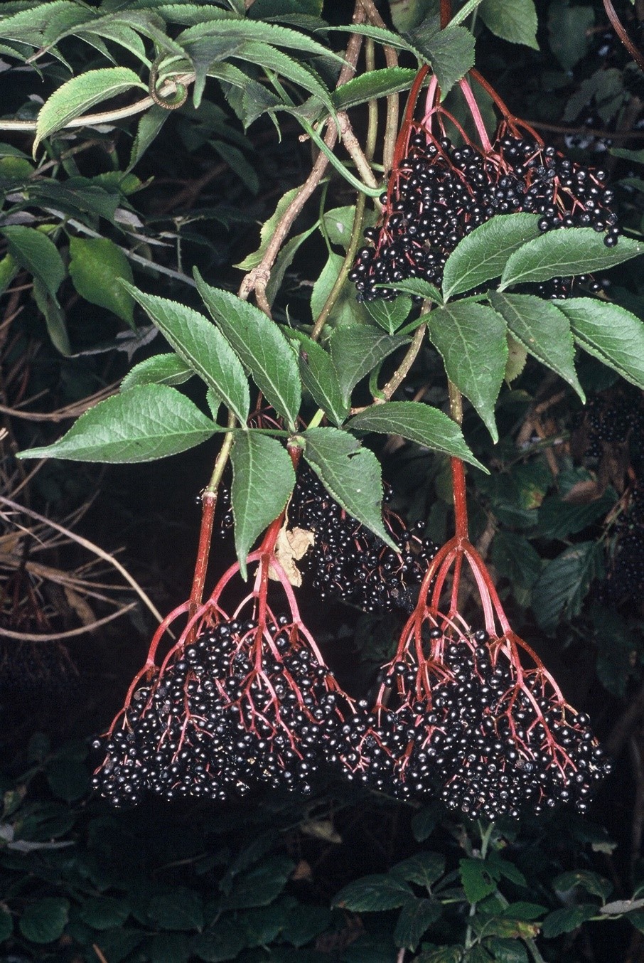 Sambucus nigra frutti
