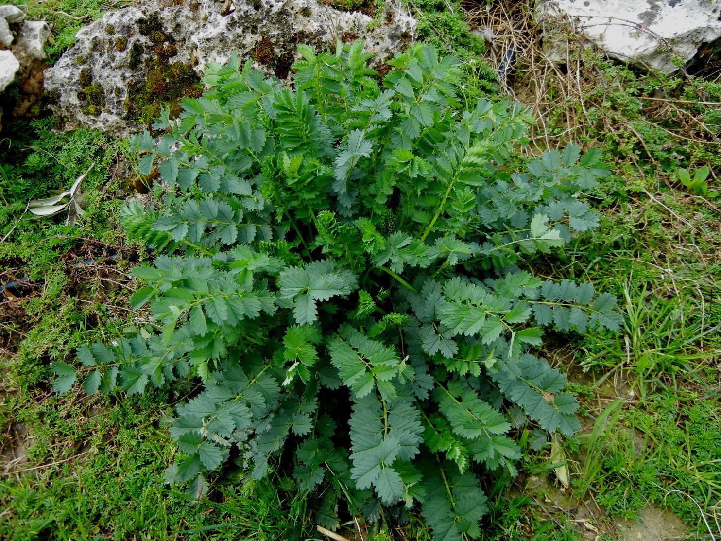 Sanguisorba minor1